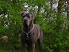 Cane corso  - DIABLO - R.I.P [ Himmelhund]