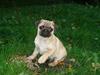 Mops Cosmo