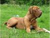 Dogue de bordeaux Asterix - R.I.P. :(  [ Himmelhund]