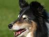 Shetland sheepdog Zita - R.I.P [ Himmelhund]