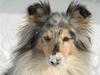 Shetland sheepdog Zandy [ Himmelhund]