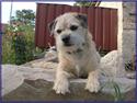 Border terrier Bamse