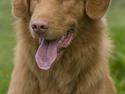 Nova scotia duck tolling retriever Shaggy tollers Cigi happy