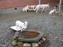 Hvid Schweizisk Hyrdehund Ny Hviddueholm's Enya