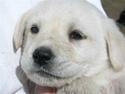 Labrador retriever Harrison *hos eksen*