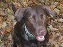 Labrador retriever Sally *RIP*
