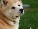 Akita inu Sam