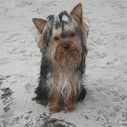 Yorkshire terrier The Boss