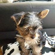 Yorkshire terrier The Boss