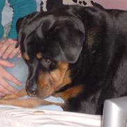 Rottweiler senna(aflivet d 12/1-09)