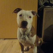 Amerikansk staffordshire terrier Kato *SOLGT* :`(