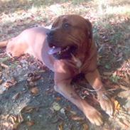 Blanding af racer bisse