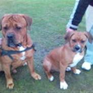 Blanding af racer bisse