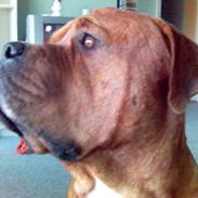 Blanding af racer bisse