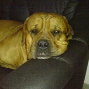 Blanding af racer bisse