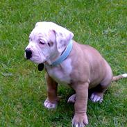 Blanding af racer felix