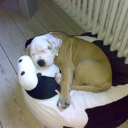 Blanding af racer felix