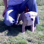 Blanding af racer felix