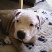 Blanding af racer felix