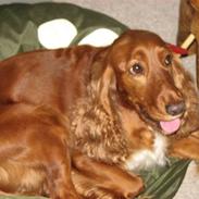 Cocker spaniel Bella