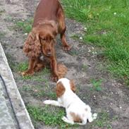 Cocker spaniel Bella