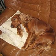 Cocker spaniel Bella