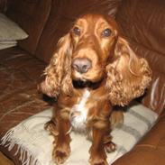 Cocker spaniel Bella