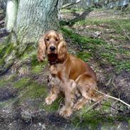 Cocker spaniel Sille