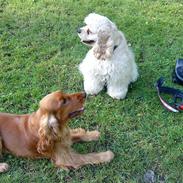 Cocker spaniel Sille