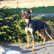 Dvaergpinscher Curtis