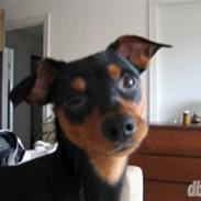 Dvaergpinscher Curtis