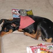 Dvaergpinscher Curtis