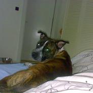 Staffordshire bull terrier Tarzan