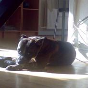Staffordshire bull terrier Tarzan