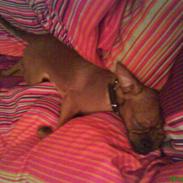 Griffon petit brabancon Rasmus - Hvil i fred :´(