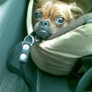 Griffon petit brabancon Rasmus - Hvil i fred :´(