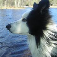 Border collie Bajaz