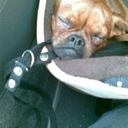 Griffon petit brabancon Rasmus - Hvil i fred :´(