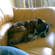 Staffordshire bull terrier Tarzan