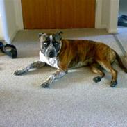 Staffordshire bull terrier Tarzan