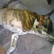 Staffordshire bull terrier Tarzan