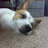 Jack russell terrier Milo