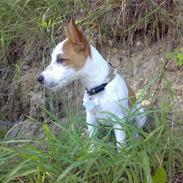 Jack russell terrier Milo