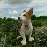 Jack russell terrier Milo