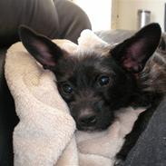 Blanding af racer Chilli