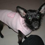 Blanding af racer Chilli