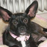 Blanding af racer Chilli