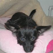 Blanding af racer Chilli