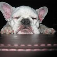 Fransk bulldog KENZO R.I.P 15/9 2008