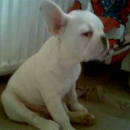 Fransk bulldog KENZO R.I.P 15/9 2008